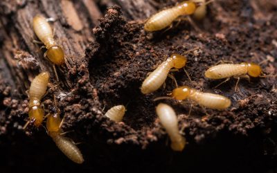 4 Ways to Help Prevent Termites at Home